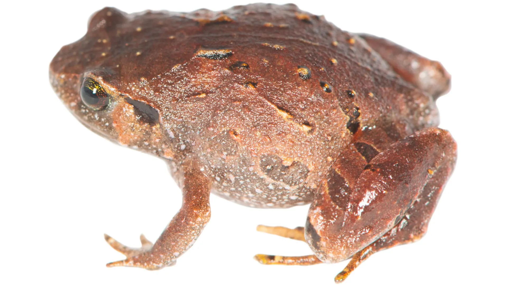 Seven new frog species were hiding beneath Madagascar&rsquo;s forest floor