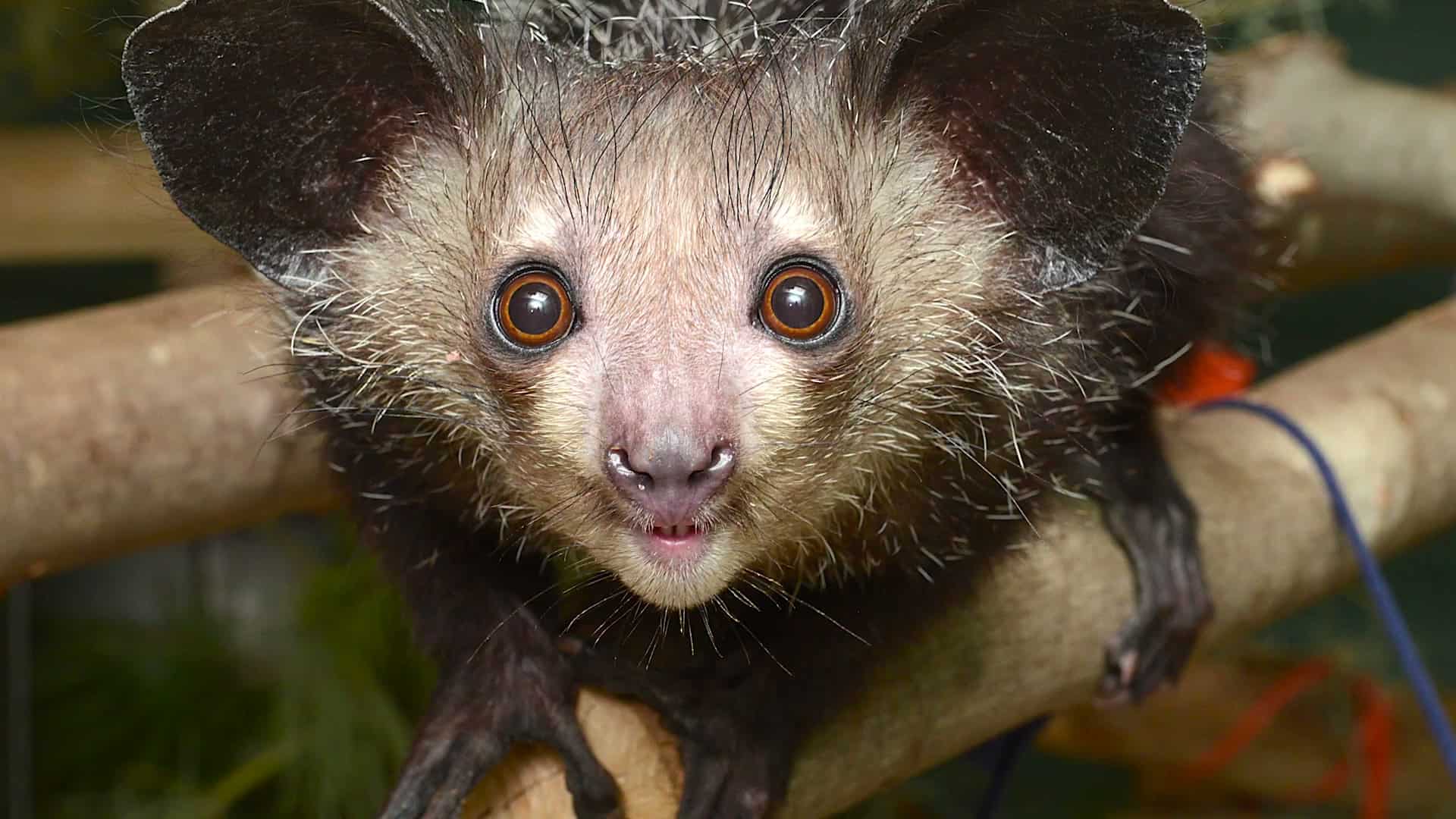 Madagascar&rsquo;s Middle-Finger Primate Isn&rsquo;t the Loner We Assumed