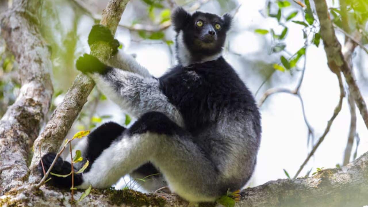 Meet the indri, Madagascar&rsquo;s rare singing lemur that uses an opera singer-like trick to make its calls travel farther